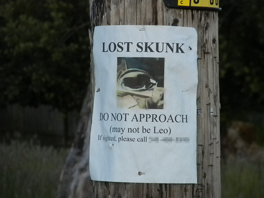 Lost Skunk