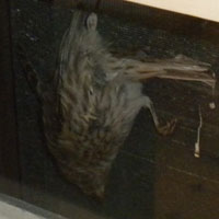 Open Window Dead Birds